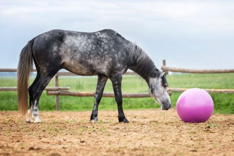 5 Ideas and Activities for Horse Enrichment 