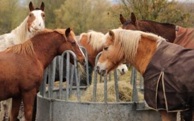 Factors To Consider When Feeding Horses With Allergies 