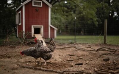 Raising Happy Hens: 9 Tips for Chicken Care
