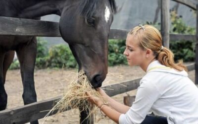 Special Considerations When Feeding Senior Horses