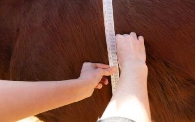 Managing the Easy Keeper: A Guide to Maintaining Your Horse’s Weight 