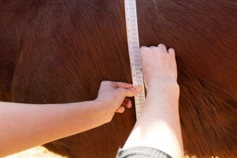 Managing the Easy Keeper: A Guide to Maintaining Your Horse’s Weight 