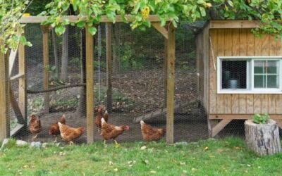 Starting a Hobby Farm: What You Need To Know Before You Begin
