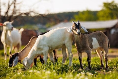 Understanding the Dietary Needs of Goats 