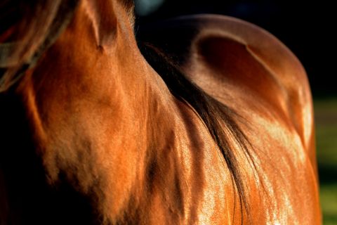 The Best Nutrients for an Improved Horse Coat 