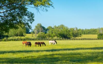 A Guide to Healthy Spring Grazing for Horses