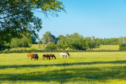 A Guide to Healthy Spring Grazing for Horses