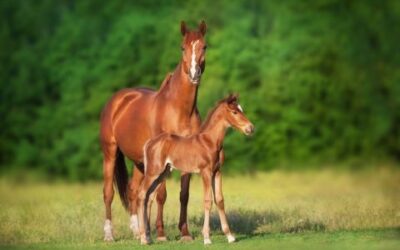 What To Know About Feeding Growing Foals