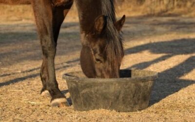 3 Digestive Problems That Plague Horses 