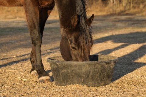 3 Digestive Problems That Plague Horses 