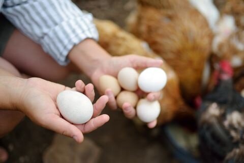 Avoiding Common Mistakes When Collecting Fresh Eggs