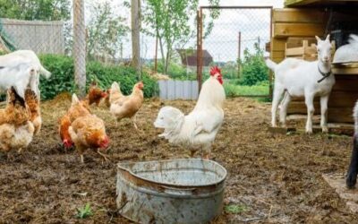 Choosing Your Farmyard Friends: A Guide To Selecting Hobby Farm Livestock