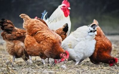 A Hobbyist’s Guide to Free-Range Chicken Farming