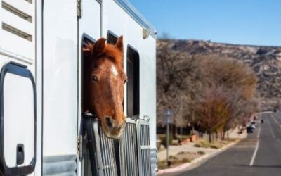 Hitting the Road with Your Horse: Essential Tips for a Smooth Journey