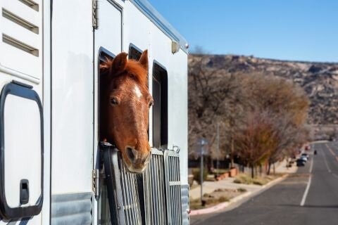 Hitting the Road with Your Horse: Essential Tips for a Smooth Journey