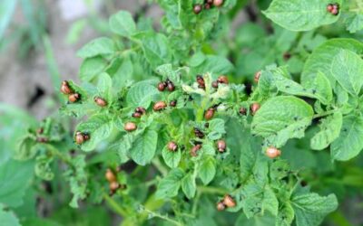 Common Garden Pests and Natural Controls 