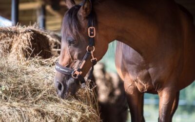 Understanding the Nutritive Value of Different Forage Types for Horses 