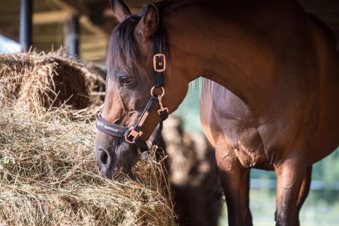 Understanding the Nutritive Value of Different Forage Types for Horses 