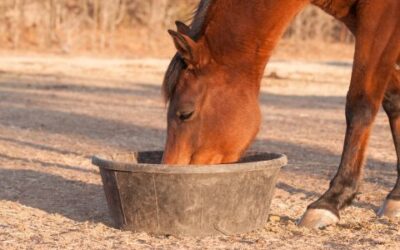 Exploring Alternative Feeding Methods for Horses: Beyond Traditional Grains