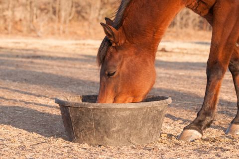 Exploring Alternative Feeding Methods for Horses: Beyond Traditional Grains