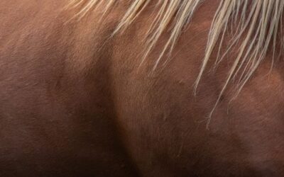 Tips to Identify and Treat Skin Conditions in Horses