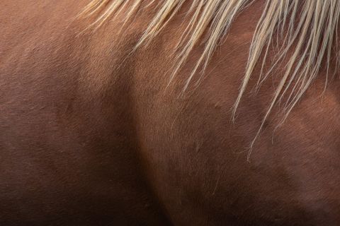 Tips to Identify and Treat Skin Conditions in Horses