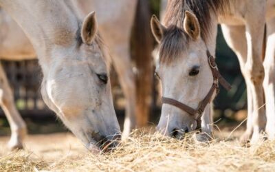 Transitioning Your Horse to a New Feed Routine