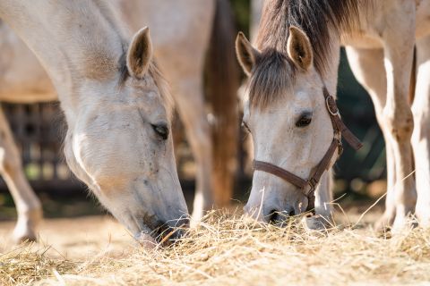 Transitioning Your Horse to a New Feed Routine