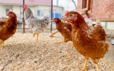 The Benefits of Using Natural Bedding in Chicken Coops