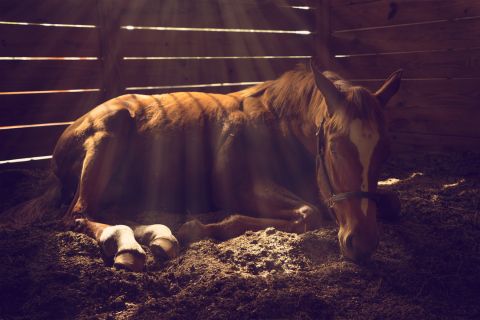 5 Signs of a Horse Food Allergy