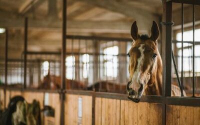 Ways to Promote Natural Foraging Behavior in Stabled Horses