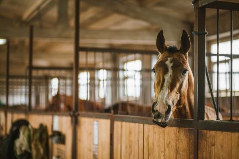 Ways to Promote Natural Foraging Behavior in Stabled Horses