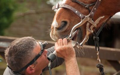 The Importance of Regular Horse Dental Checks 