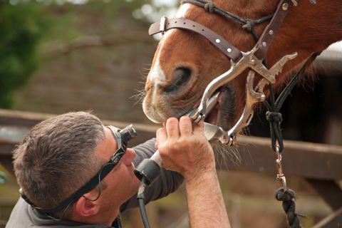 The Importance of Regular Horse Dental Checks