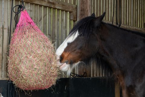 Ways to Naturally Boost Your Horse’s Immune System 