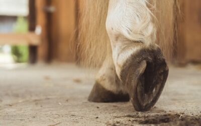 Identifying and Managing Common Hoof Issues in Horses