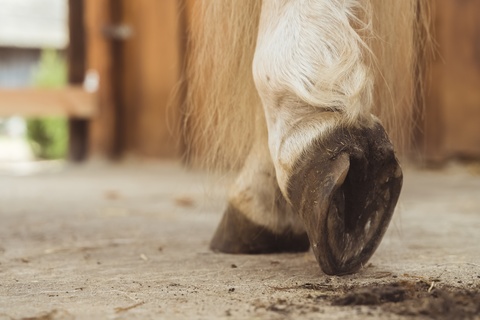 Identifying and Managing Common Hoof Issues in Horses