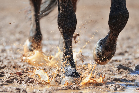 A dark horse's legs splashing through muddy dirt, sending droplets of brown water flying into the air.