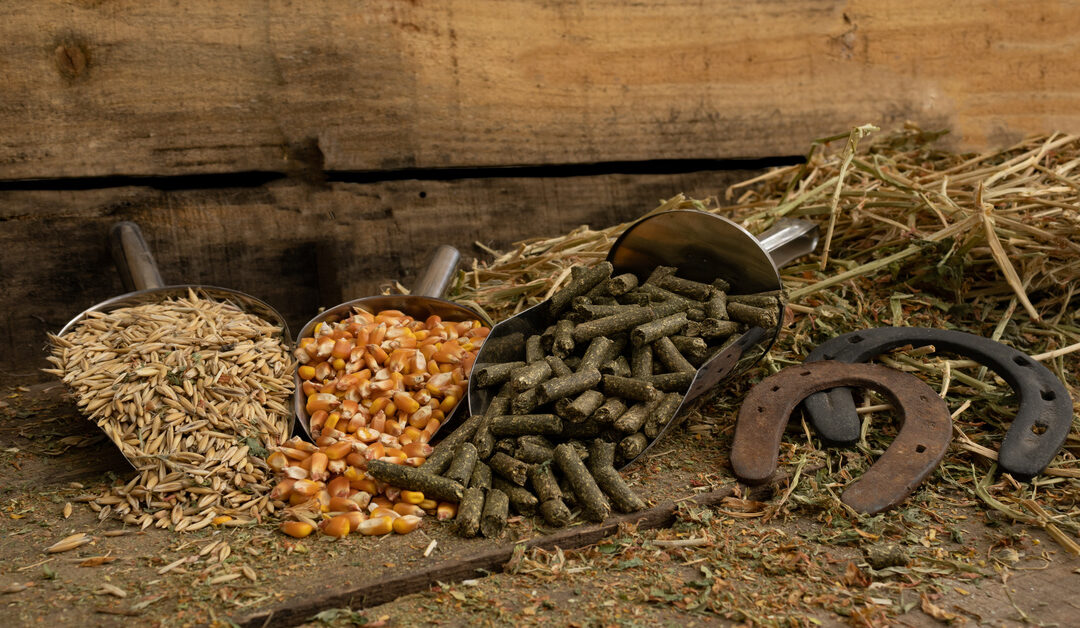 A Guide to Seasonal Feeding Adjustments for Horses