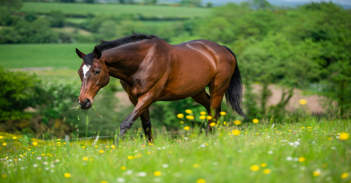A brown horse with a black mane walking through a lush meadow on a sunny day, chewing on some grass.