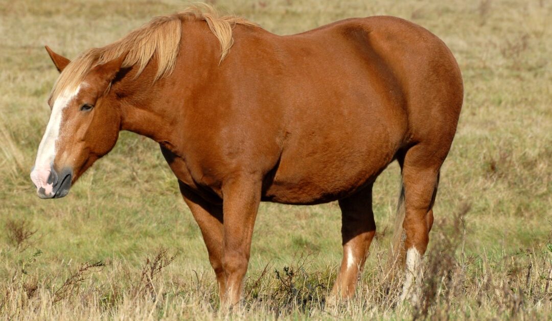 11 Factors To Consider if Your Horse Is Overweight
