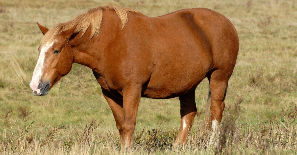 A chestnut-colored horse, with a white splotch on its nose and a blonde mane, strolling through a pasture.
