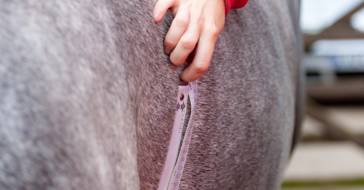 A person in a red, long-sleeved shirt wrapping a flexible tape measure around the belly of a horse with a smooth, gray coat.