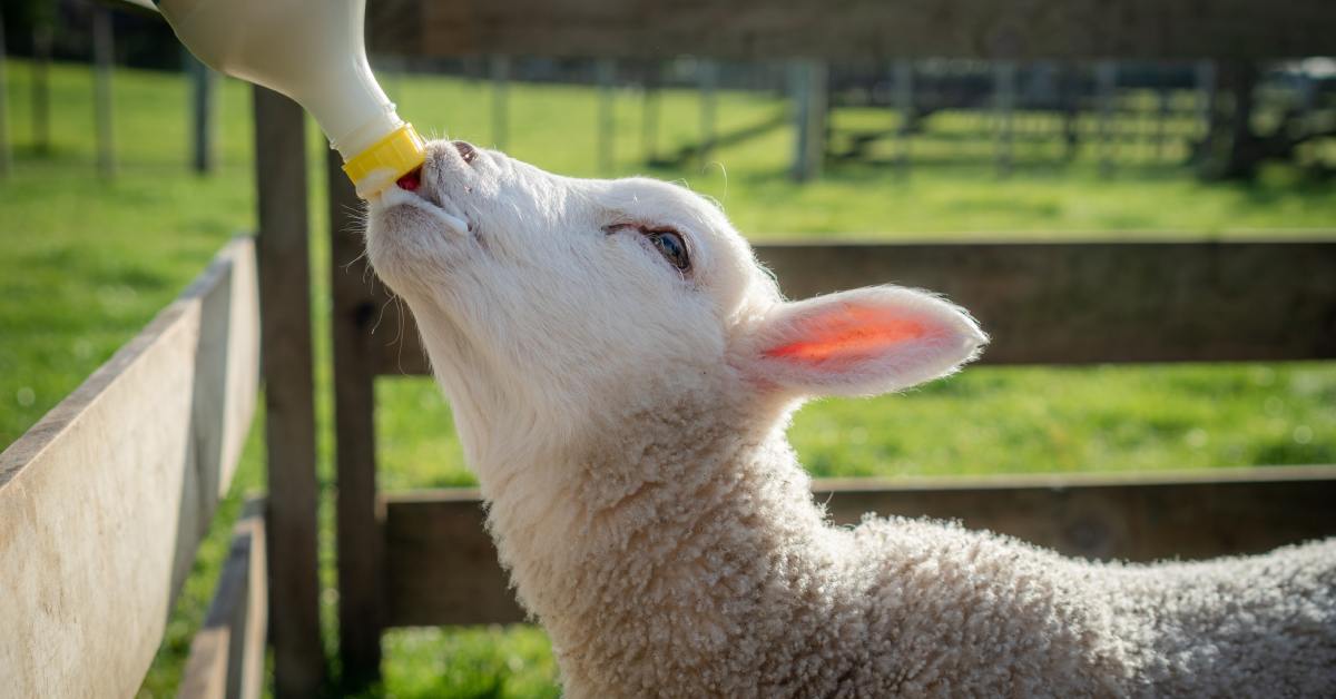 A small white lamb drinking milk from a bottle held just outside the frame while standing on bright green pasture grass.
