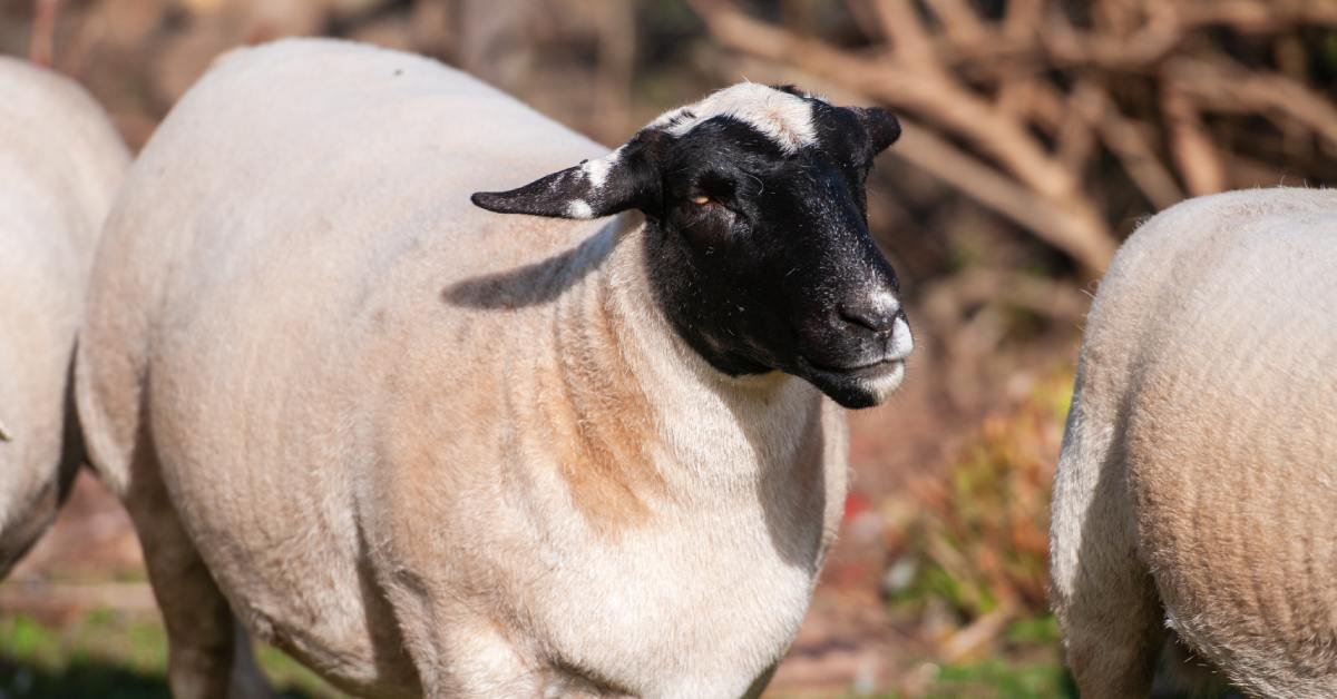 A pregnant black headed Dorper ewe standing in a field with a rounded belly, framed against a softly blurred green background.