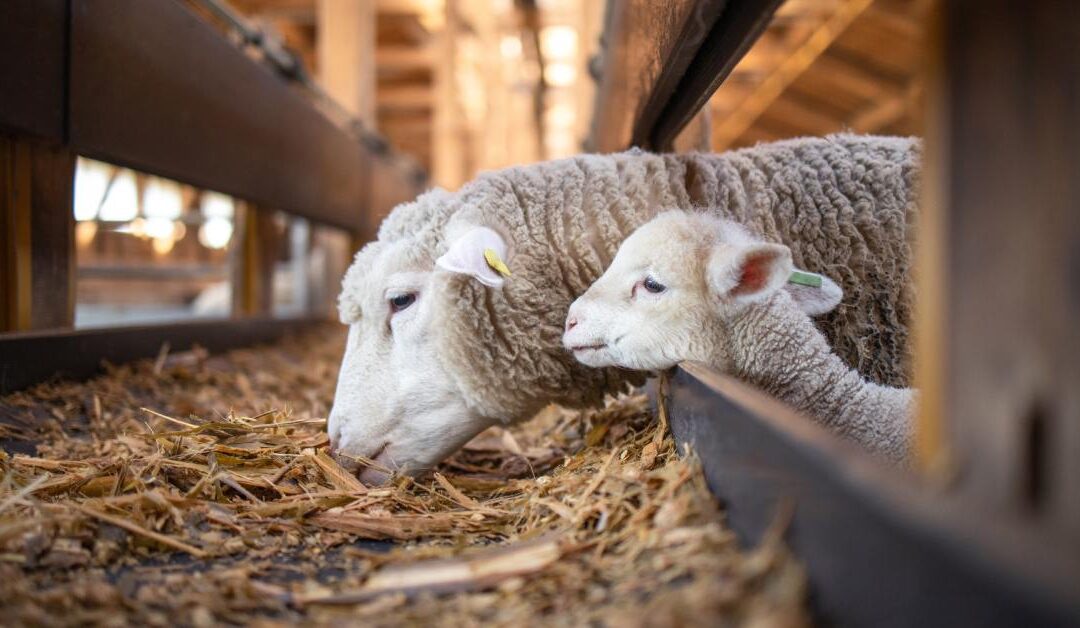Understanding Dietary Requirements for Sheep