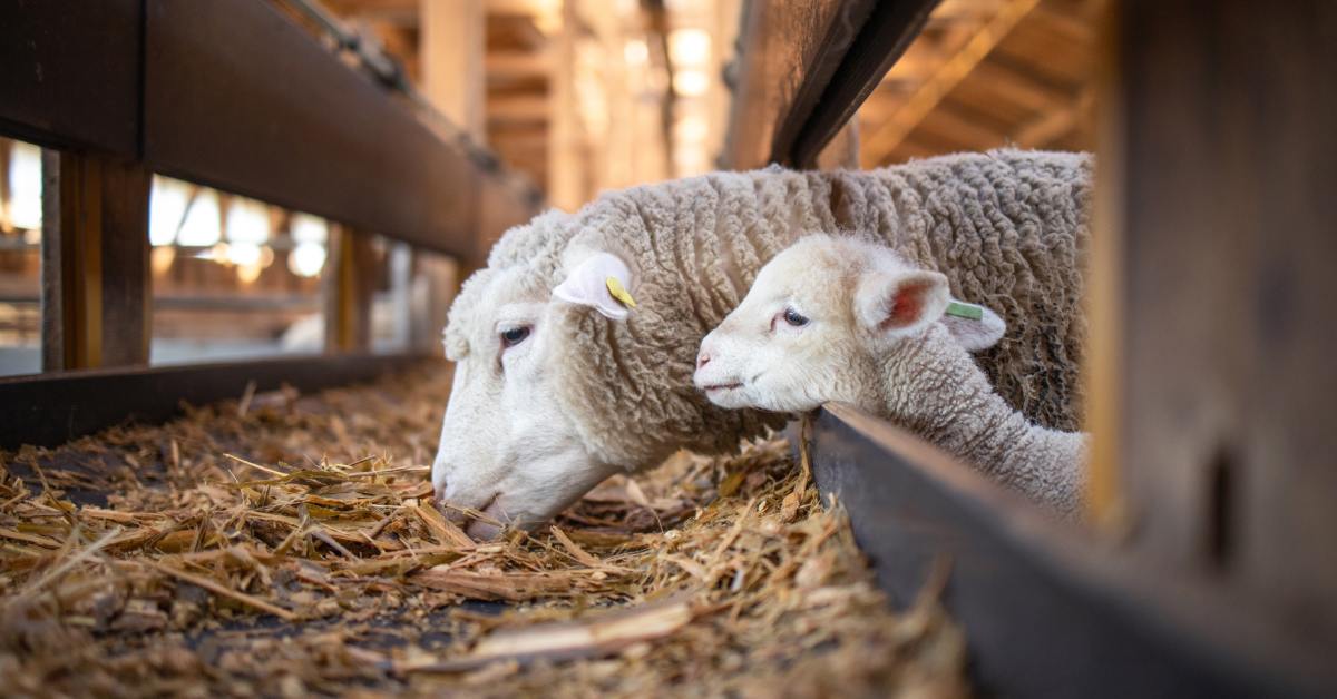 A white ewe and small lamb eating hay together from a low feeder inside a straw-bedded barn with barn interior behind them.
