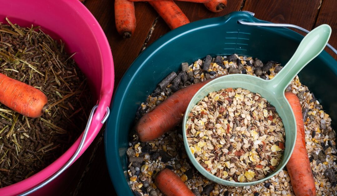 Forage vs. Concentrate: Finding the Right Balance for Horses