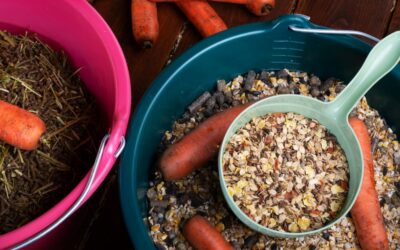 Forage vs. Concentrate: Finding the Right Balance for Horses