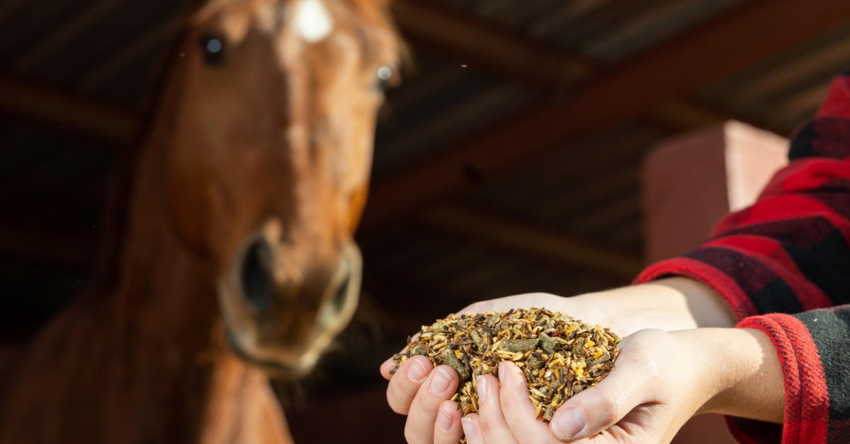 A pair of hands holding mixed horse feed grains, including corn barley and oats, in front of a brown horse at a stable.